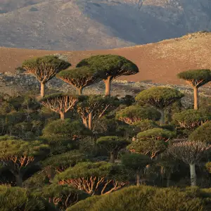 Socotra Adası - Yemen